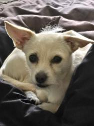 Reunited Female Dog last seen Sundance Apts. Walterscheid and Jefferson, Cheyenne, WY 82007