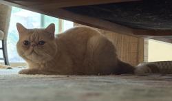 Lost Male Cat last seen S Ivy Avenue, Ontario Fire Department Station 9, Ontario, CA 91762
