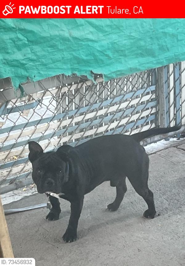 Lost Male Dog last seen Westside tulare, Tulare, CA 93274