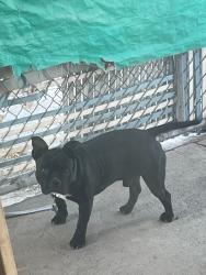 Lost Male Dog last seen Westside tulare, Tulare, CA 93274