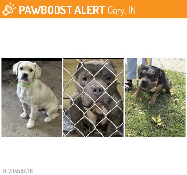 Found/Stray Unknown Dog last seen Gary Animal Control, Gary, IN 46402
