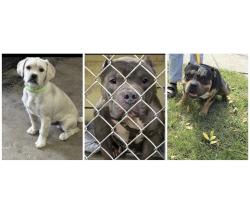 Found/Stray Unknown Dog last seen Gary Animal Control, Gary, IN 46402