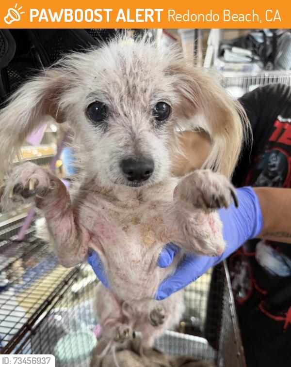 Found/Stray Female Dog last seen High Lane and Hill Lane, Redondo Beach, CA 90278