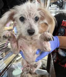 Found/Stray Female Dog last seen High Lane and Hill Lane, Redondo Beach, CA 90278