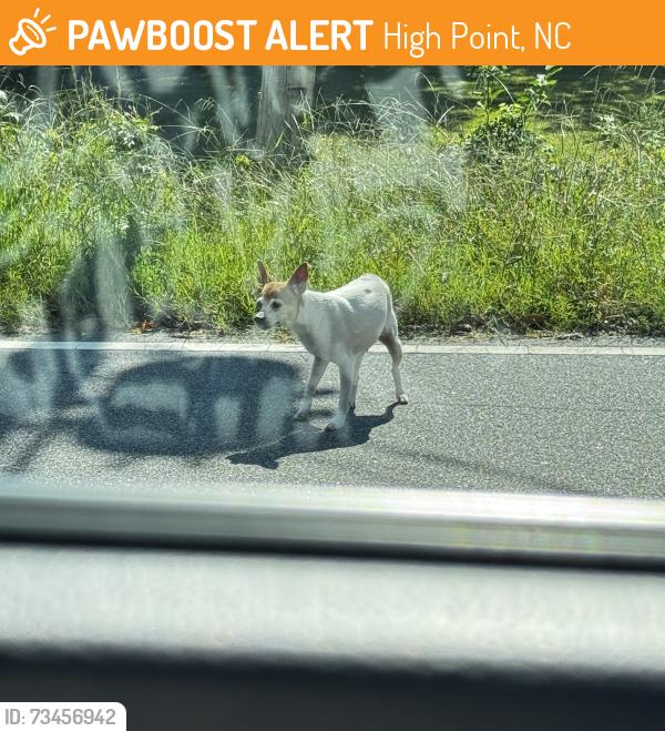 Found/Stray Female Dog last seen Jamestown Parkway and scientific Road, High Point, NC 27260