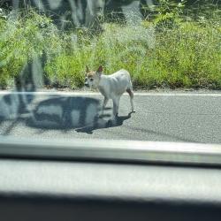 Found/Stray Female Dog last seen Jamestown Parkway and scientific Road, High Point, NC 27260