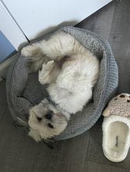 Lost Female Dog last seen Willan rd, Rosedale, MD 21237