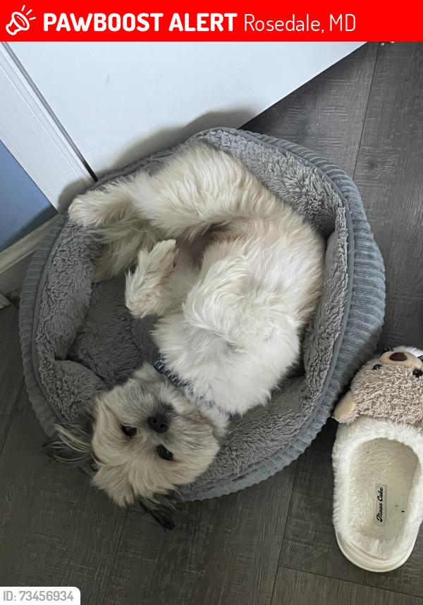 Lost Female Dog last seen Willan rd, Rosedale, MD 21237