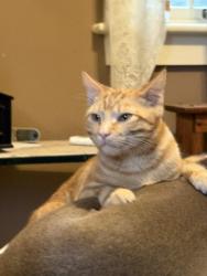 Lost Male Cat last seen Hoffes road, Waldoboro, ME 04572