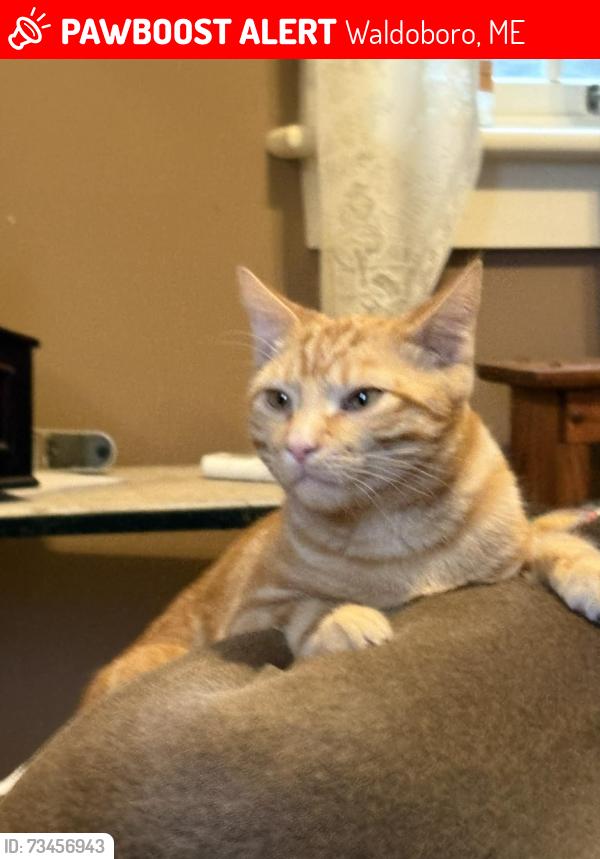 Lost Male Cat last seen Hoffes road, Waldoboro, ME 04572