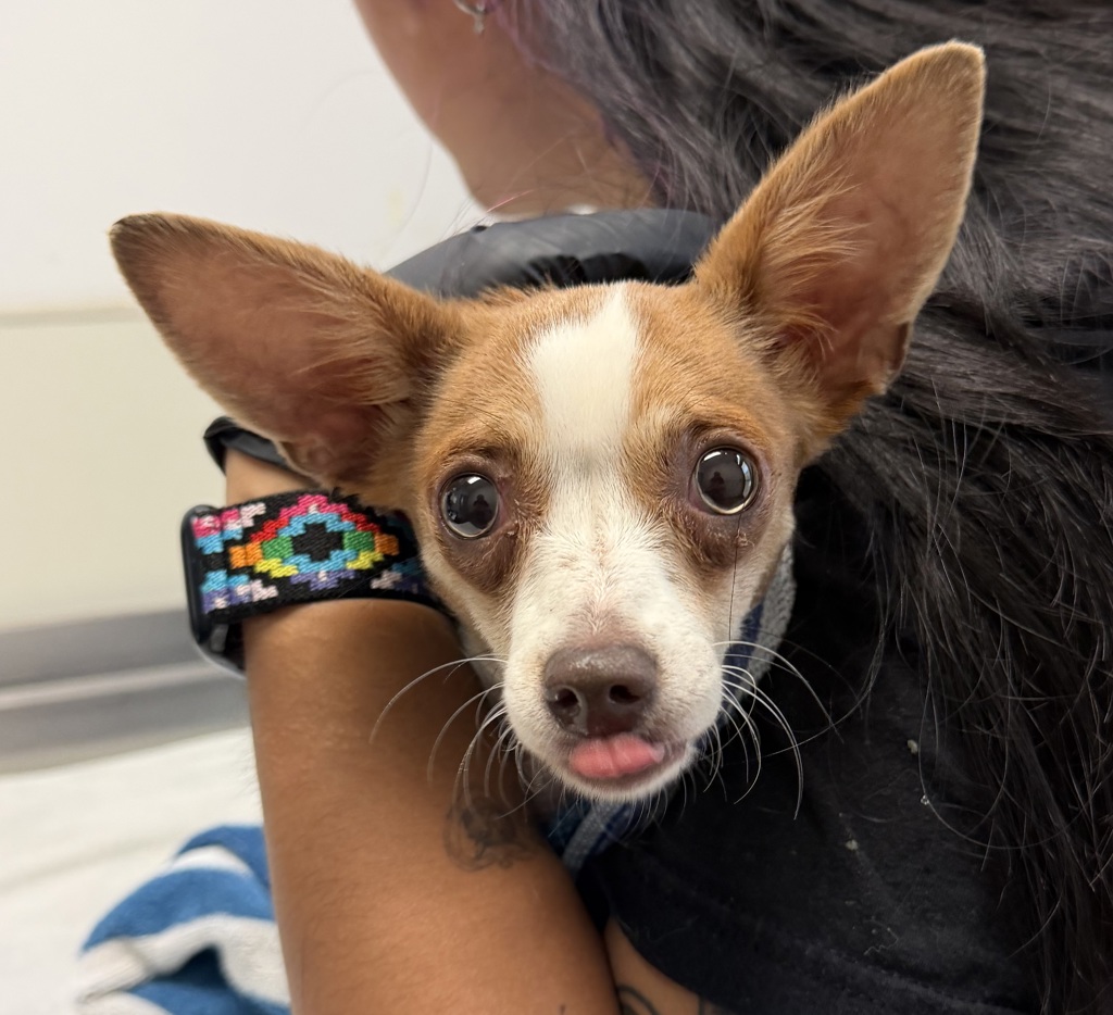 Shelter Stray Female Dog last seen Near Ashford Street, San Diego, CA, 92111, 5500 Gaines St, San Diego, CA 92110, USA