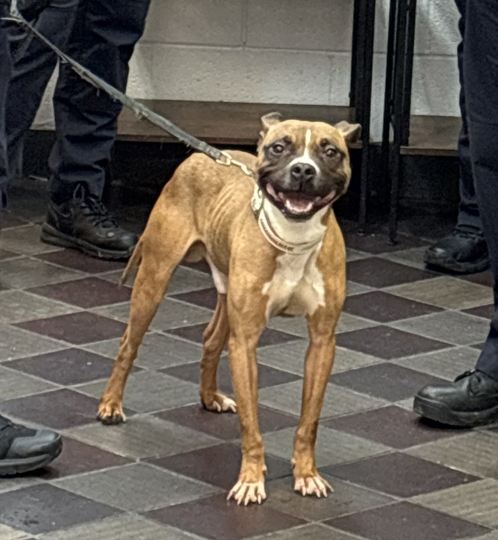 Shelter Stray Male Dog last seen Apt 10A,1980 Park Avenue, NEW YORK, NY, 10037, 326 E 110th St, New York, NY 10029, USA