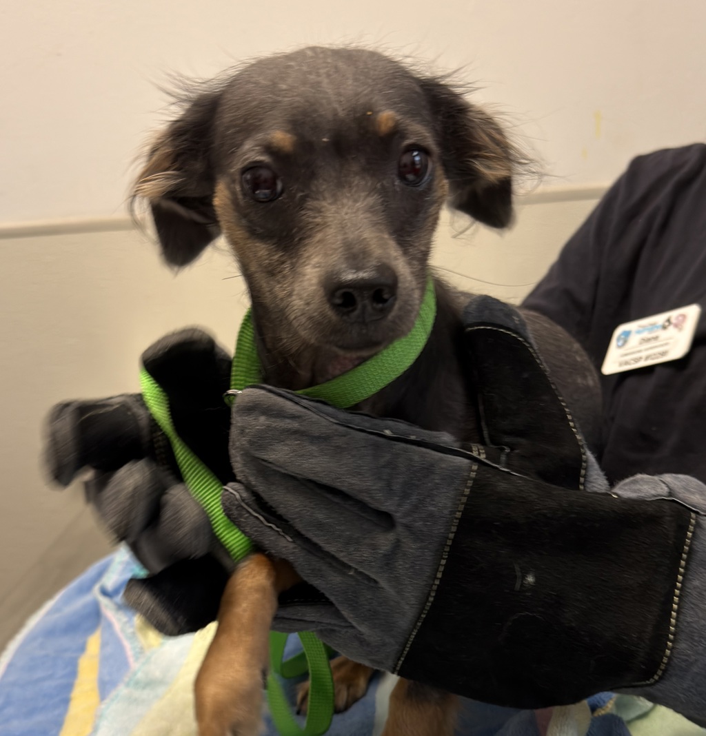 Shelter Stray Male Dog last seen Near Ashford Street, San Diego, CA, 92111, 5500 Gaines St, San Diego, CA 92110, USA