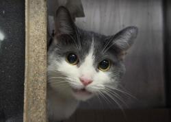 Shelter Stray Female Cat last seen Near White Plains Road, BRONX, NY, 10472, 326 E 110th St, New York, NY 10029, USA