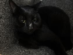 Shelter Stray Female Cat last seen Near Southern Boulevard, BRONX, NY, 10460, 326 E 110th St, New York, NY 10029, USA