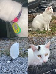 Lost Female Cat last seen Less than 2 miles from Slippery Rock campus on Centerville pike, Slippery Rock, PA 16057