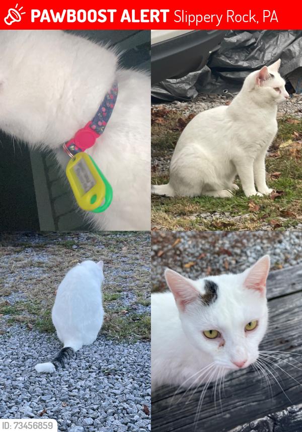 Lost Female Cat last seen Less than 2 miles from Slippery Rock campus on Centerville pike, Slippery Rock, PA 16057