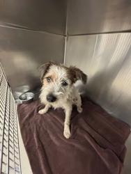 Shelter Stray Male Dog last seen Parkfield Drive, AUSTIN, TX, 78758, 7201 Levander Loop bldg a, Austin, TX 78702, USA