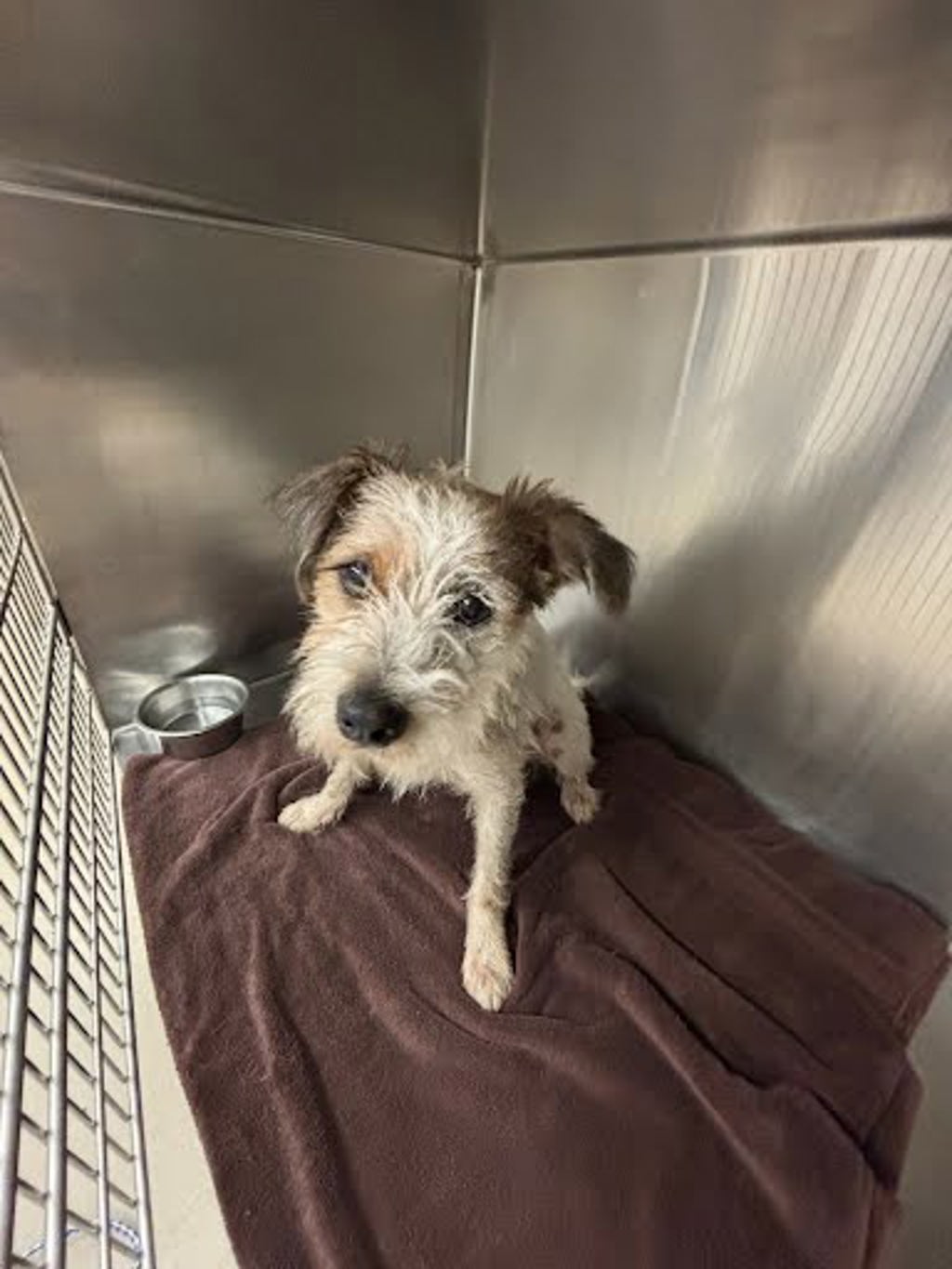 Shelter Stray Male Dog last seen Parkfield Drive, AUSTIN, TX, 78758, 7201 Levander Loop bldg a, Austin, TX 78702, USA