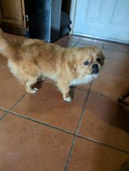 Found/Stray Male Dog last seen Merry Oaks and Mai Kai Dr, San Antonio, TX 78242