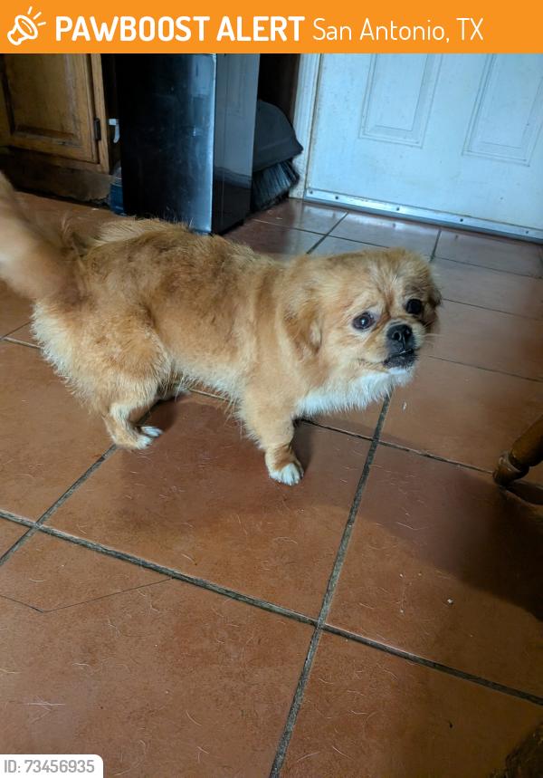 Found/Stray Male Dog last seen Merry Oaks and Mai Kai Dr, San Antonio, TX 78242