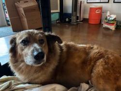 Shelter Stray Unknown Dog last seen Hamilton Pool Road, DRIPPING SPRINGS, TX, 78620, 7201 Levander Loop bldg a, Austin, TX 78702, USA