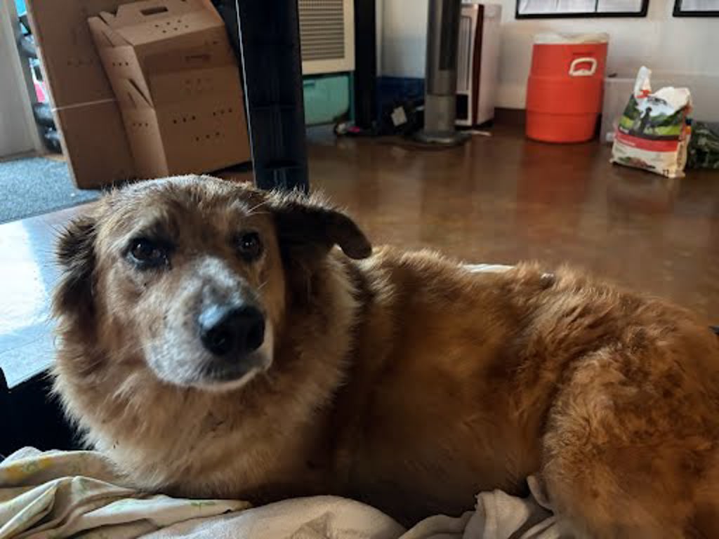 Shelter Stray Unknown Dog last seen Hamilton Pool Road, DRIPPING SPRINGS, TX, 78620, 7201 Levander Loop bldg a, Austin, TX 78702, USA