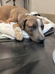 Shelter Stray Male Dog last seen Near S Pleasant Valley Road, AUSTIN, TX, 78744, 7201 Levander Loop bldg a, Austin, TX 78702, USA
