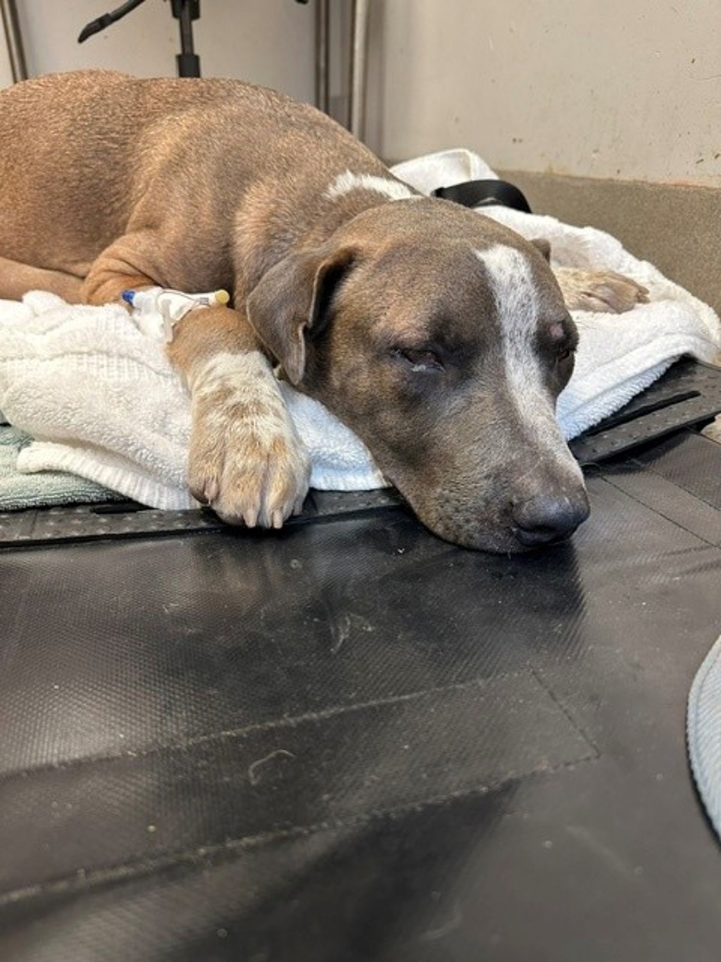 Shelter Stray Male Dog last seen Near S Pleasant Valley Road, AUSTIN, TX, 78744, 7201 Levander Loop bldg a, Austin, TX 78702, USA