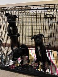 Shelter Stray Female Dog last seen Near Ed Bluestein Boulevard, AUSTIN, TX, 78721, 7201 Levander Loop bldg a, Austin, TX 78702, USA