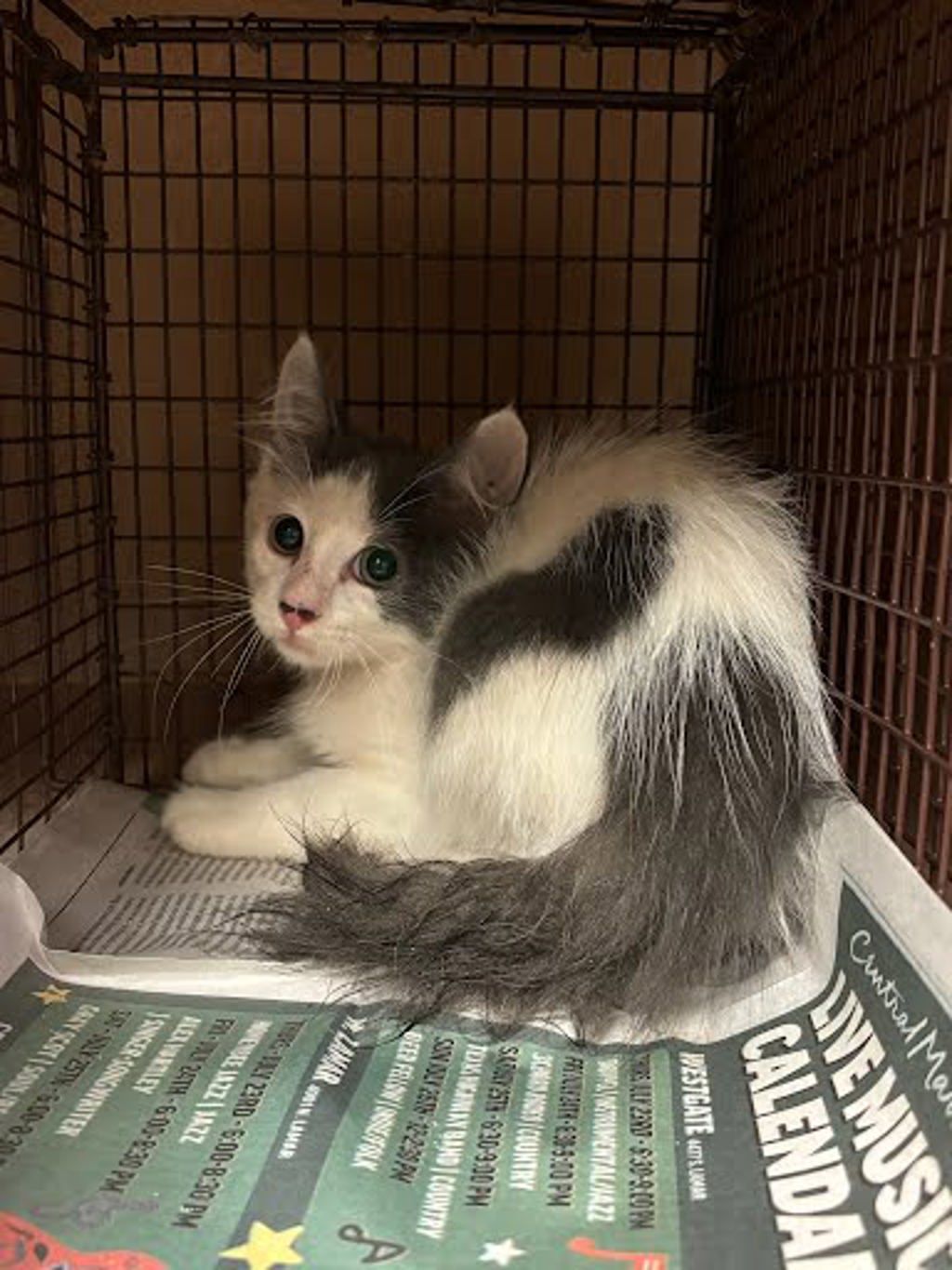 Shelter Stray Male Cat last seen Near Gunter Street, AUSTIN, TX, 78702, 7201 Levander Loop bldg a, Austin, TX 78702, USA