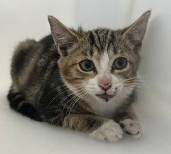 Shelter Stray Male Cat last seen Belt Parkway Westbound Exit 19/Eastbound Exit 19: Connects to the Van Wyck Expressway (I-678), JAMAICA, NY, 11430, 3139 Veterans Rd W, Staten Island, NY 10309, USA