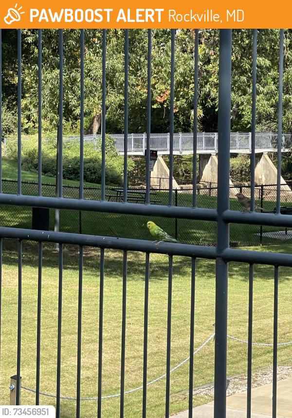 Found/Stray Unknown Bird last seen Near Grosvenor Place, Rockville, MD 20852