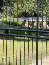 Found/Stray Unknown Bird last seen Near Grosvenor Place, Rockville, MD 20852