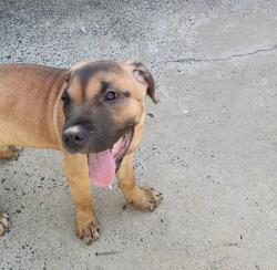 Found/Stray Female Dog last seen Front and Kensington, Philadelphia, PA 19125