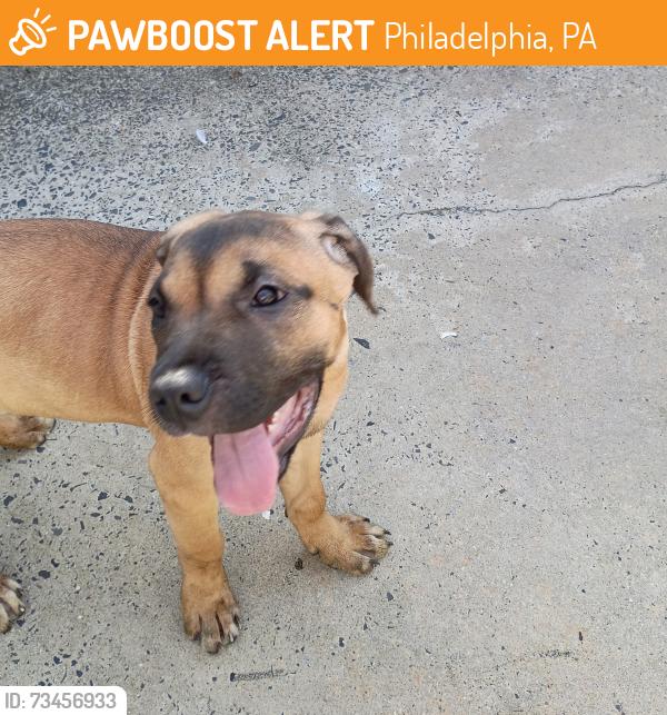Found/Stray Female Dog last seen Front and Kensington, Philadelphia, PA 19125