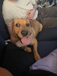 Found/Stray Male Dog last seen Rushs on broad river, Columbia, SC 29210