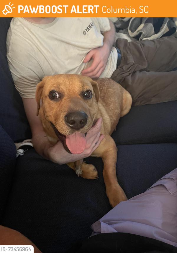 Found/Stray Male Dog last seen Rushs on broad river, Columbia, SC 29210