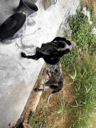 Found/Stray Male Dog last seen Near and Berry street, Fort Worth, TX 76119