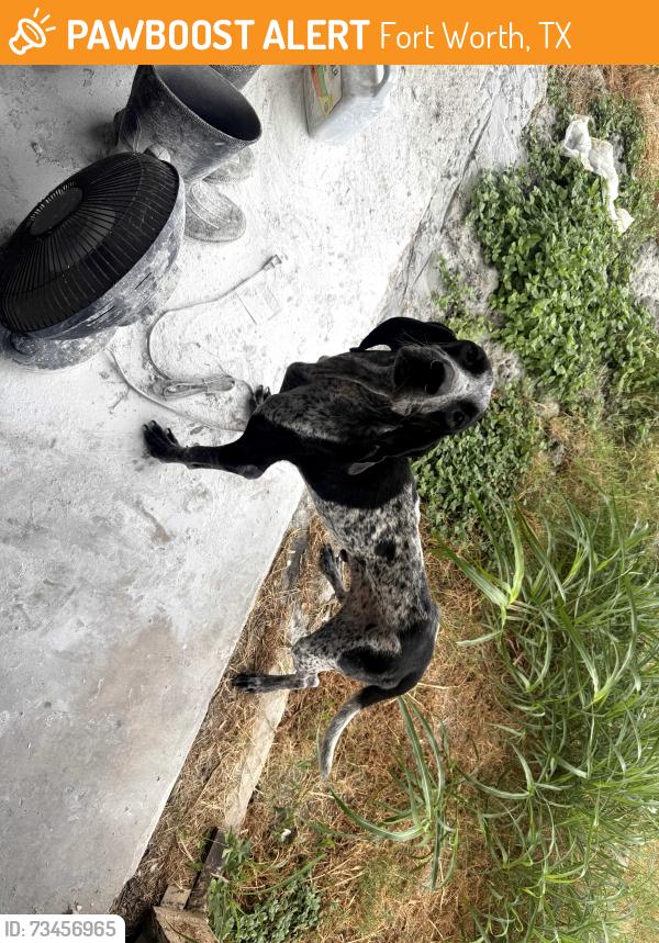 Found/Stray Male Dog last seen Near and Berry street, Fort Worth, TX 76119