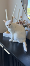 Lost Female Cat last seen S Pearl Terrace and Viginia Street, Paola, KS 66071