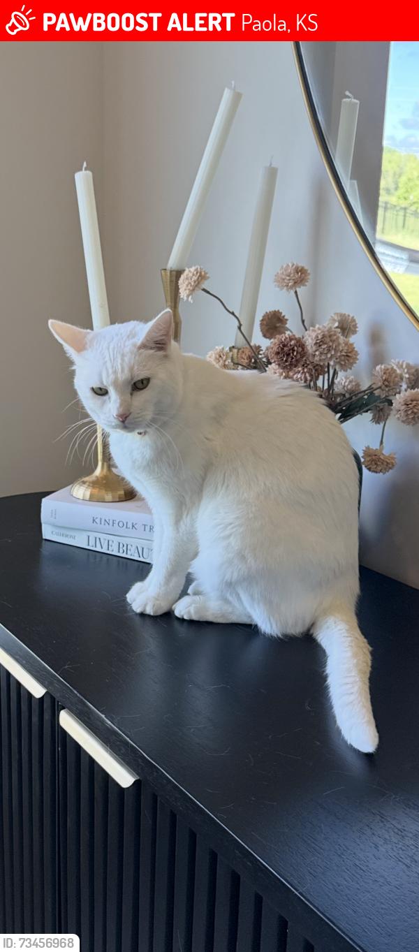 Lost Female Cat last seen S Pearl Terrace and Viginia Street, Paola, KS 66071