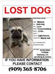 Lost Male Dog last seen Fontana, CAon Citrus & Arrow, Fontana, CA 92335