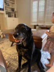 Lost Female Dog last seen Oak stream drive past timberline, Houston, TX 77043
