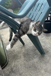 Lost Male Cat last seen Near Susan Ct. Conroe (Oak Ridge North), Conroe, TX 77385