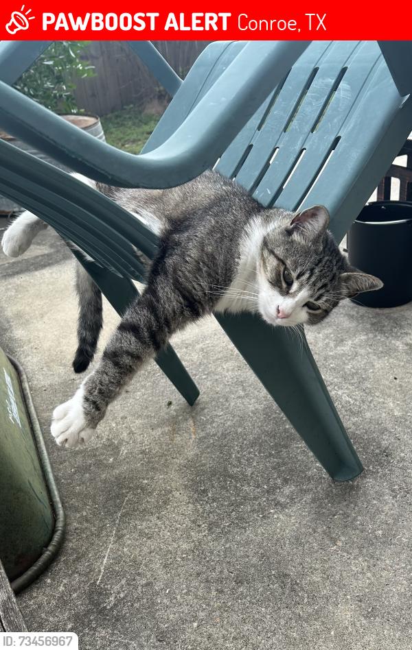 Lost Male Cat last seen Near Susan Ct. Conroe (Oak Ridge North), Conroe, TX 77385