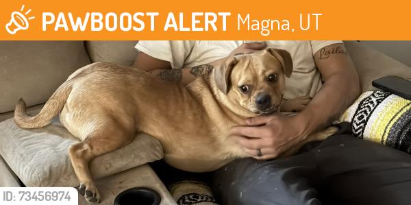 Found/Stray Female Dog last seen Magna copper park, Magna, UT 84044