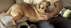 Found/Stray Female Dog last seen Magna copper park, Magna, UT 84044