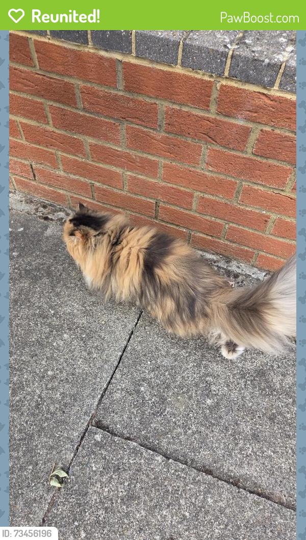 Reunited Unknown Cat last seen Anglesmede Crescent, Pinner, England 