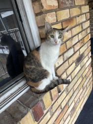 Found/Stray Female Cat last seen 59th & Walker, Oklahoma City, OK 73109